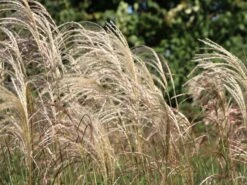 Feinhalm-Chinaschilf 'Graziella' -Angebote Wurzel Zeit Store feinhalm chinaschilf graziella m044914 w 3