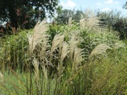 Feinhalm-Chinaschilf 'Graziella' -Angebote Wurzel Zeit Store feinhalm chinaschilf graziella m044914 w 5