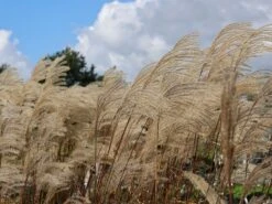 Feinhalm-Chinaschilf 'Graziella' -Angebote Wurzel Zeit Store feinhalm chinaschilf graziella m044914 w 6