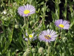 Feinstrahl 'Mrs E.H.Beale' -Angebote Wurzel Zeit Store feinstrahl mrs ehbeale m082930 w 2