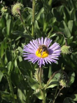 Feinstrahl 'Mrs E.H.Beale' -Angebote Wurzel Zeit Store feinstrahl mrs ehbeale m082930 w 3