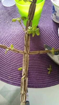 Feldahorn / Maßholder -Angebote Wurzel Zeit Store feldahorn massholder acer campestre m000002 784627 0