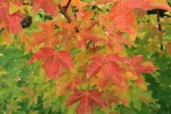 Feldahorn / Maßholder -Angebote Wurzel Zeit Store feldahorn massholder m000002 587357 0