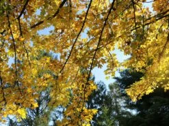 Feldahorn / Maßholder -Angebote Wurzel Zeit Store feldahorn massholder m000002 w 0