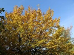 Feldahorn / Maßholder -Angebote Wurzel Zeit Store feldahorn massholder m000002 w 1