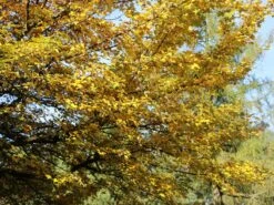 Feldahorn / Maßholder -Angebote Wurzel Zeit Store feldahorn massholder m000002 w 2