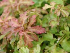 Feldahorn / Maßholder -Angebote Wurzel Zeit Store feldahorn massholder m000002 w 3