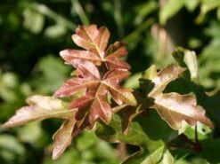 Feldahorn / Maßholder -Angebote Wurzel Zeit Store feldahorn massholder m000002 w 4