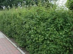 Feldahorn / Maßholder -Angebote Wurzel Zeit Store feldahorn massholder m000002 w 5