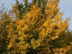 Feldahorn / Maßholder -Angebote Wurzel Zeit Store feldahorn massholder m000002 w 6