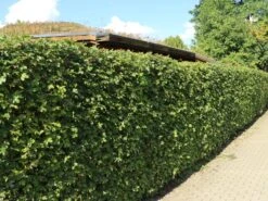 Feldahorn / Maßholder -Angebote Wurzel Zeit Store feldahorn massholder m000002 w 8