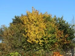 Feldahorn / Maßholder -Angebote Wurzel Zeit Store feldahorn massholder m000002 w 9