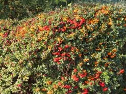 Feuerdorn 'Red Cushion' -Angebote Wurzel Zeit Store feuerdorn red cushion m063187 w 1