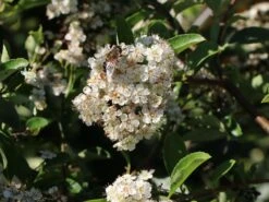 Feuerdorn 'Red Cushion' -Angebote Wurzel Zeit Store feuerdorn red cushion m063187 w 2