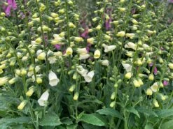 Fingerhut 'Lucas White'