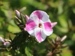 Flammenblume 'Bambini Candy Crush' -Angebote Wurzel Zeit Store flammenblume bambini candy crush m102748 w 1