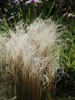 Flausch-Federgras -Angebote Wurzel Zeit Store flausch federgras m045311 w 0