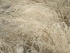 Flausch-Federgras -Angebote Wurzel Zeit Store flausch federgras m045311 w 1