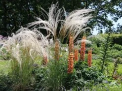 Flausch-Federgras -Angebote Wurzel Zeit Store flausch federgras m045311 w 2