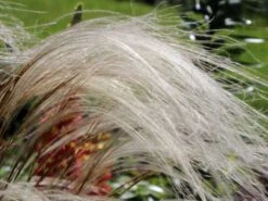 Flausch-Federgras -Angebote Wurzel Zeit Store flausch federgras m045311 w 3