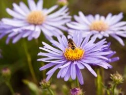 Frikarts Aster 'Wunder Von Stäfa' -Angebote Wurzel Zeit Store frikarts aster wunder von staefa m076967 w 0