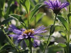 Frikarts Aster 'Wunder Von Stäfa' -Angebote Wurzel Zeit Store frikarts aster wunder von staefa m076967 w 2