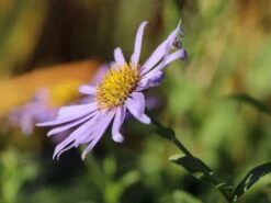 Frikarts Aster 'Wunder Von Stäfa' -Angebote Wurzel Zeit Store frikarts aster wunder von staefa m076967 w 4