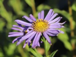 Frikarts Aster 'Wunder Von Stäfa' -Angebote Wurzel Zeit Store frikarts aster wunder von staefa m076967 w 5