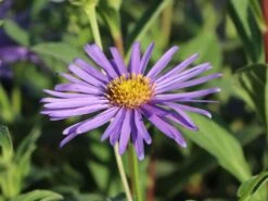 Frikarts Aster 'Wunder Von Stäfa' -Angebote Wurzel Zeit Store frikarts aster wunder von staefa m076967 w 6