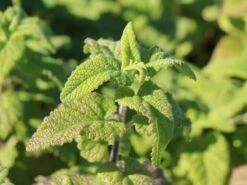 Gamander 'Purple Tails' -Angebote Wurzel Zeit Store gamander purple tails m060606 w 0