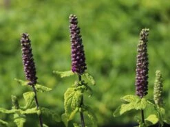 Gamander 'Purple Tails' -Angebote Wurzel Zeit Store gamander purple tails m060606 w 2