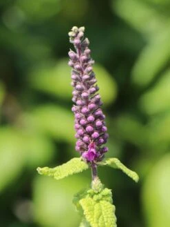 Gamander 'Purple Tails' -Angebote Wurzel Zeit Store gamander purple tails m060606 w 3