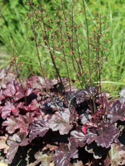 Garten-Silberglöckchen 'Midnight Rose' -Angebote Wurzel Zeit Store garten silbergloeckchen midnight rose m077229 w 0 1