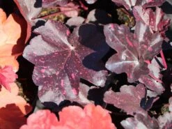 Garten-Silberglöckchen 'Midnight Rose' -Angebote Wurzel Zeit Store garten silbergloeckchen midnight rose m077229 w 1