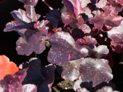 Garten-Silberglöckchen 'Midnight Rose' -Angebote Wurzel Zeit Store garten silbergloeckchen midnight rose m077229 w 2