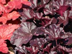 Garten-Silberglöckchen 'Midnight Rose' -Angebote Wurzel Zeit Store garten silbergloeckchen midnight rose m077229 w 3 1