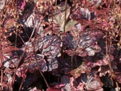 Garten-Silberglöckchen 'Midnight Rose' -Angebote Wurzel Zeit Store garten silbergloeckchen midnight rose m077229 w 3