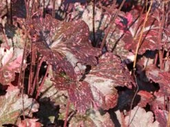 Garten-Silberglöckchen 'Midnight Rose' -Angebote Wurzel Zeit Store garten silbergloeckchen midnight rose m077229 w 4 1