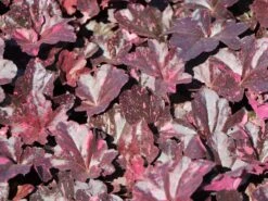 Garten-Silberglöckchen 'Midnight Rose' -Angebote Wurzel Zeit Store garten silbergloeckchen midnight rose m077229 w 4