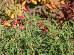 Angebote Wurzel Zeit Store 31 Gartenbambus 'Leasch' ® (S)