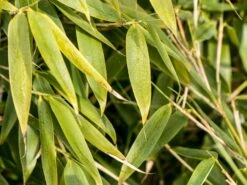 Gartenbambus 'Leasch' ® (S) -Angebote Wurzel Zeit Store gartenbambus leasch s m092477 w 0