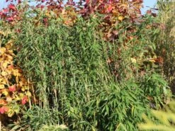 Gartenbambus 'Leasch' ® (S) -Angebote Wurzel Zeit Store gartenbambus leasch s m092477 w 1