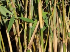 Angebote Wurzel Zeit Store -Angebote Wurzel Zeit Store gartenbambus leasch s m092477 w 2