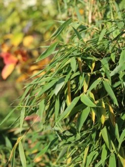 Gartenbambus 'Leasch' ® (S) -Angebote Wurzel Zeit Store gartenbambus leasch s m092477 w 3