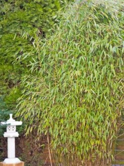 Gartenbambus 'Leasch' ® (S) -Angebote Wurzel Zeit Store gartenbambus leasch s m092477 w 4