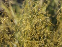 Gelbes Flattergras 'Aureum' -Angebote Wurzel Zeit Store gelbes flattergras aureum m059507 w 1