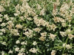 Gemeiner Liguster / Gewöhnlicher Liguster -Angebote Wurzel Zeit Store gemeiner liguster gewoehnlicher liguster m001886 w 0