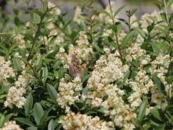 Gemeiner Liguster / Gewöhnlicher Liguster -Angebote Wurzel Zeit Store gemeiner liguster gewoehnlicher liguster m001886 w 1