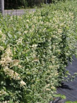 Gemeiner Liguster / Gewöhnlicher Liguster -Angebote Wurzel Zeit Store gemeiner liguster gewoehnlicher liguster m001886 w 3