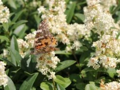 Gemeiner Liguster / Gewöhnlicher Liguster -Angebote Wurzel Zeit Store gemeiner liguster gewoehnlicher liguster m001886 w 4